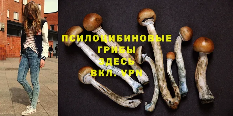 даркнет наркотические препараты  Кола  Псилоцибиновые грибы Psilocybine cubensis 